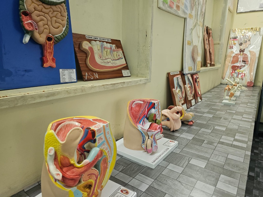 Human Anatomy Models